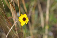 Coreopsis leavenworthii