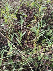 Persicaria hydropiperoides