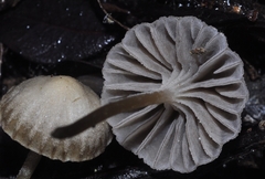 Marasmiellus