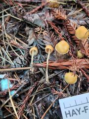 Galerina badipes