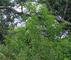 Cestrum laevigatum