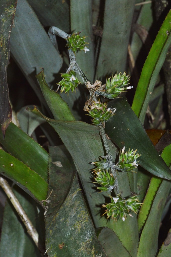 Wittmackia portoricensis