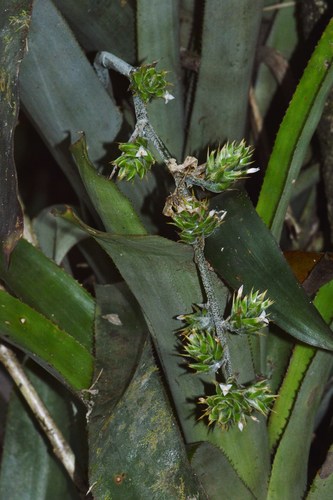 Puerto Rico lacebark (Hohenbergia portoricensis)