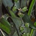 Wittmackia portoricensis - Photo (c) Jose Alicea,  זכויות יוצרים חלקיות (CC BY-NC), הועלה על ידי Jose Alicea