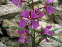 Chamaenerion angustifolium
