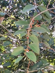 Trema micrantha