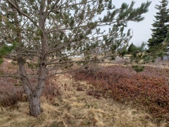 Loxia curvirostra percna