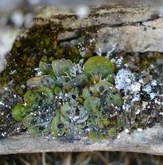 Solorina saccata