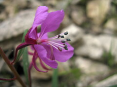Chamaenerion angustifolium
