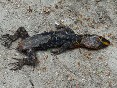 Gonatodes caudiscutatus