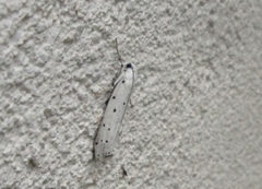 Myelois circumvoluta