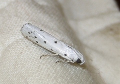 Myelois circumvoluta