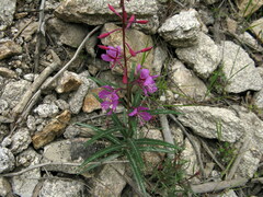 Chamaenerion angustifolium
