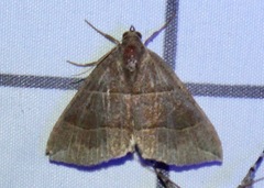 Parallelia bistriaris