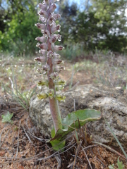 Lachenalia mutabilis