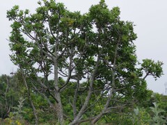 Harpephyllum caffrum