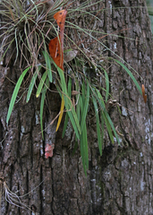 Encyclia tampensis