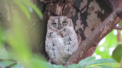 Otus senegalensis