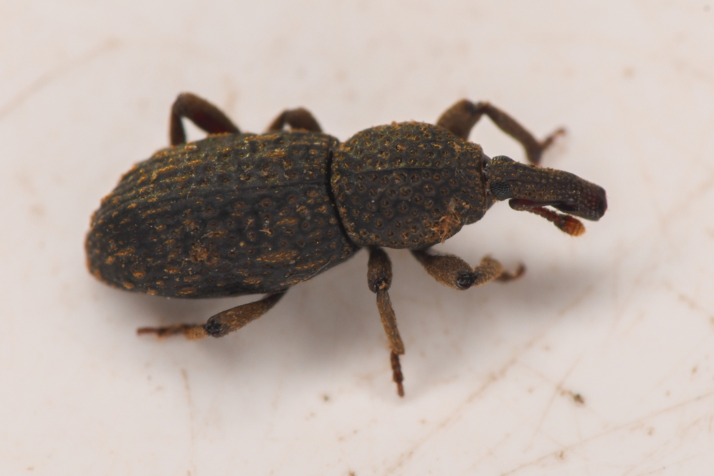 Lymantes repens