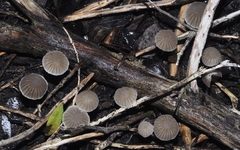 Marasmiellus
