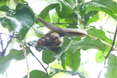 Lissachatina fulica