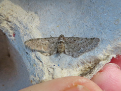 Pasiphila rectangulata