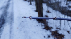 Acer negundo violaceum