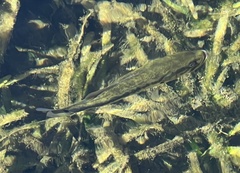 Micropterus floridanus