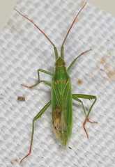 Stenodema calcarata