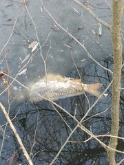 Cyprinus carpio carpio
