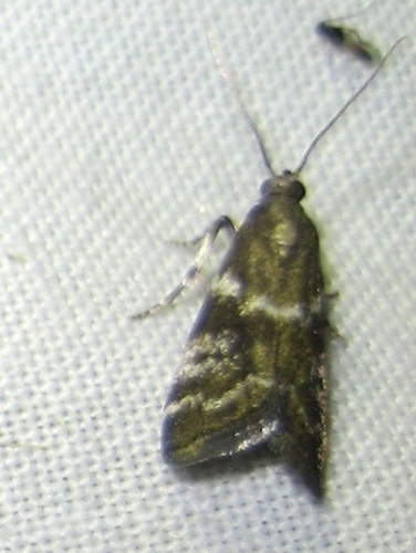Assara terebrella