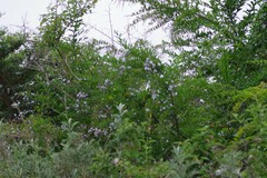 Duranta erecta