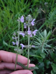Salvia verbenaca