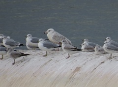 Larus argentatus × hyperboreus