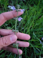 Salvia verbenaca