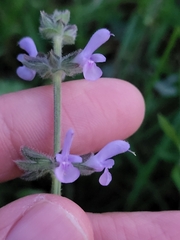 Salvia verbenaca