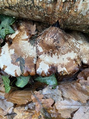 Fomitopsis betulina
