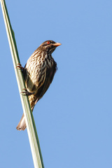 Dulus dominicus