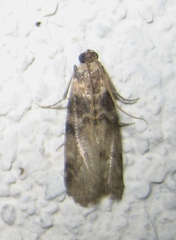 Euzophera pinguis