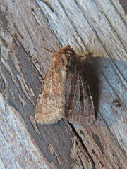 Protorthodes oviduca