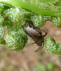 Zygiellinae