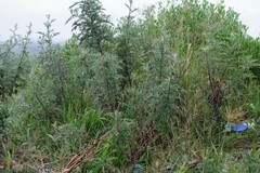 Berkheya bipinnatifida