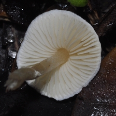 Cystolepiota