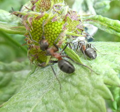 Formica rufa