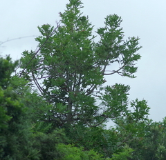 Harpephyllum caffrum