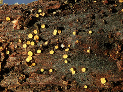 Orbilia xanthostigma