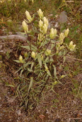 Castilleja pallida caudata