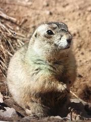 Cynomys gunnisoni
