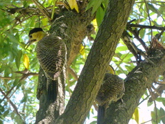 Colaptes campestris campestroides