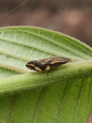 Clovia lineatocollis